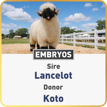 Koto & Lancelot