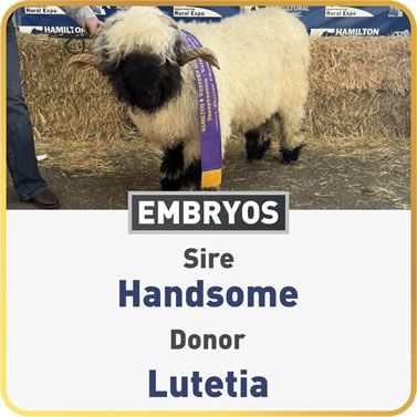 Lutetia & Handsome