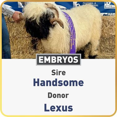 Lexus & Handsome