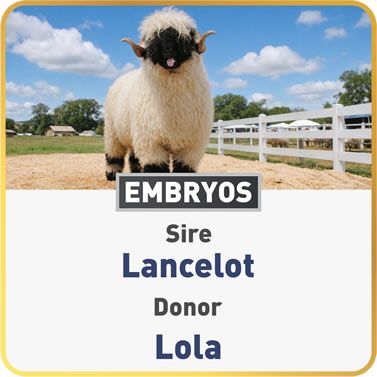 Lola & Lancelot