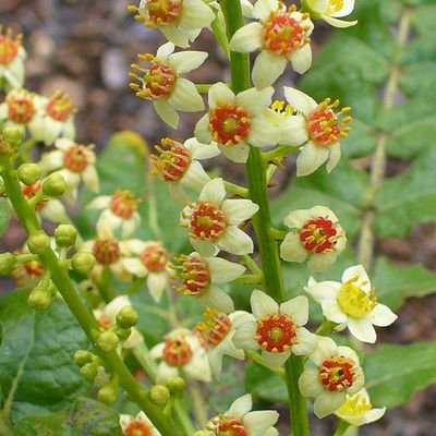 Frankincense Tears Powder Boswellia carteri