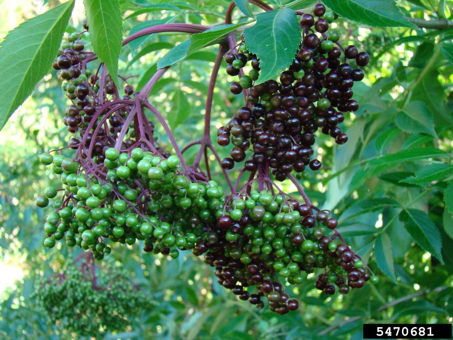 Elderberry Whole, Wild Crafted Sambucus nigra
