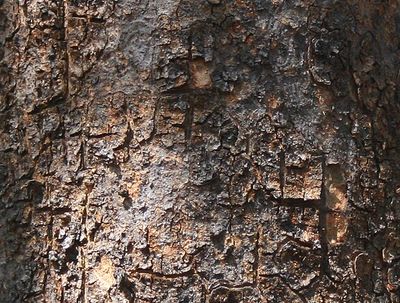 Myrrh Gum Powder Commiphora molmol