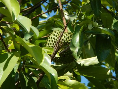 Graviola Leaf Powder SourSop