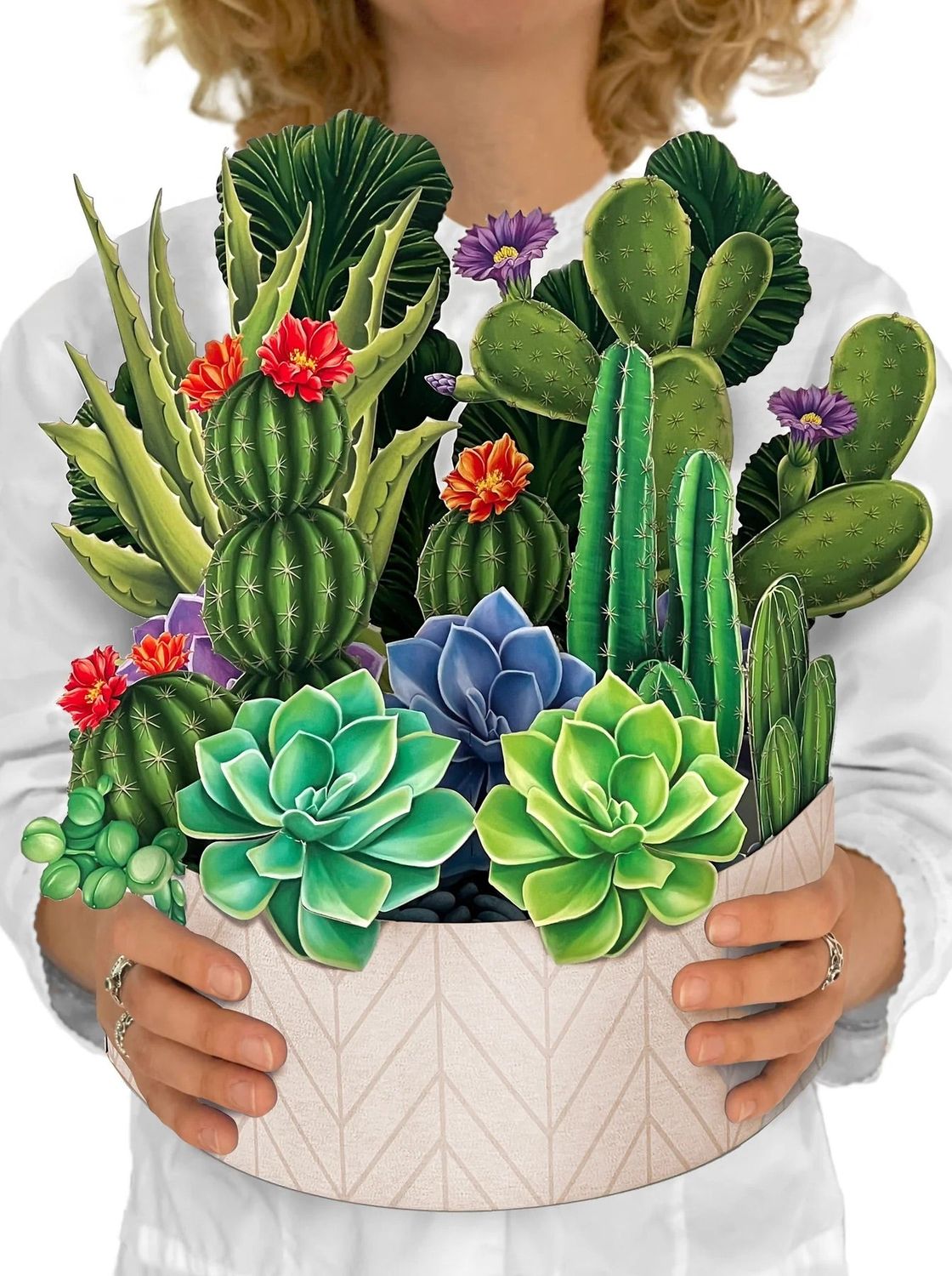 Cactus Garden