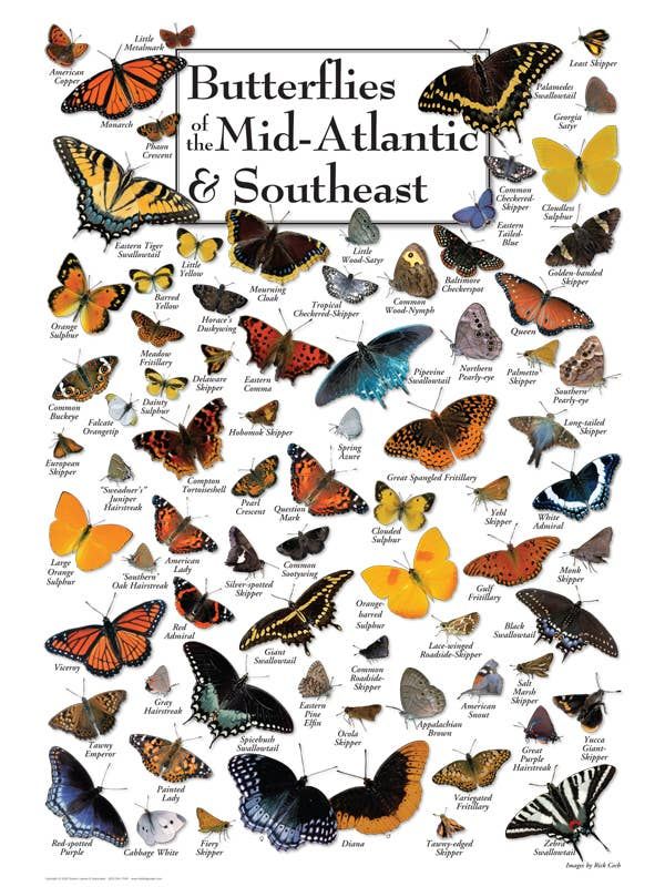 Butterflies of Mid-Atlantic &amp; the Southeast 550 Piece Puzzle