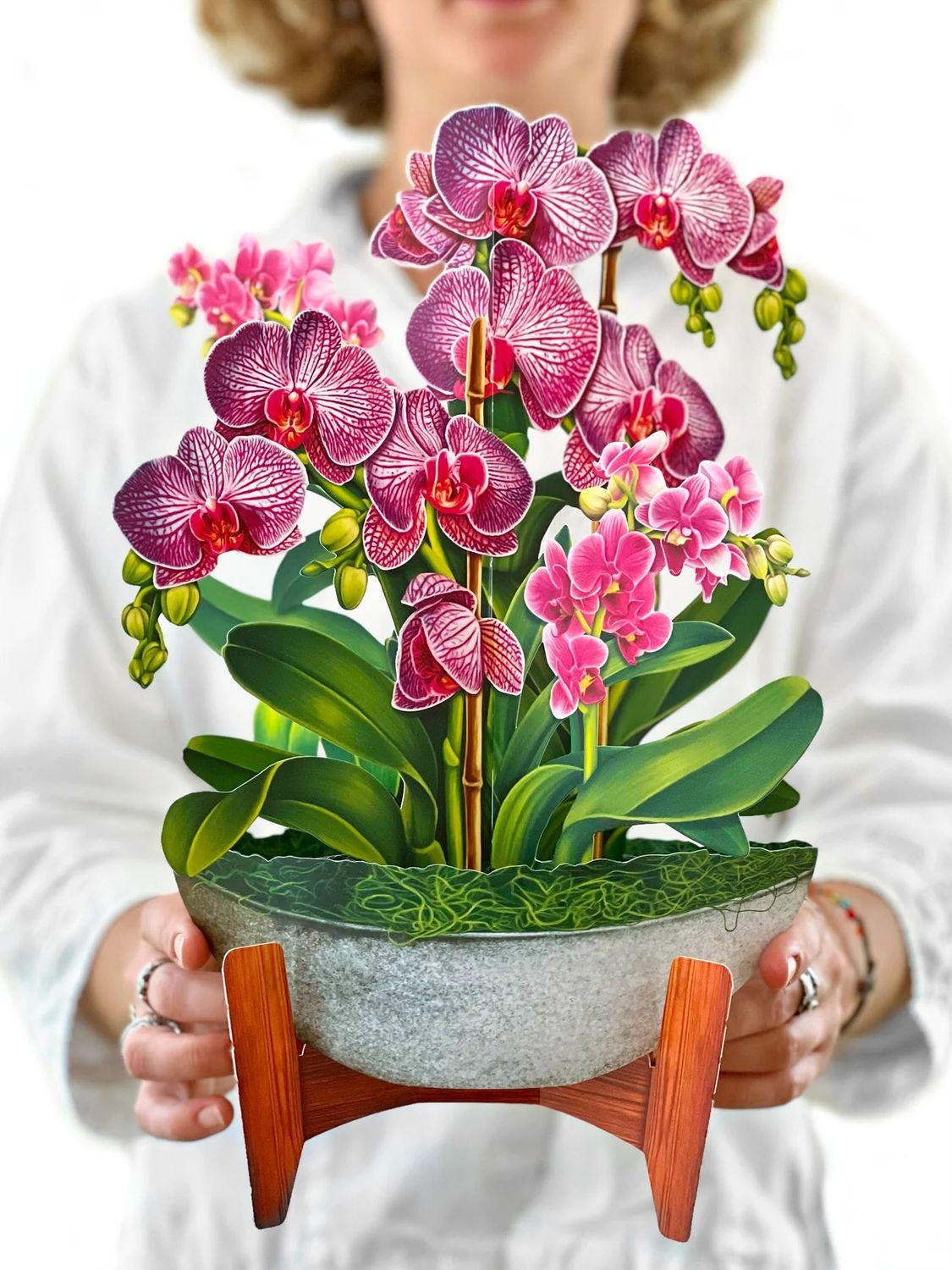 Orchid Oasis