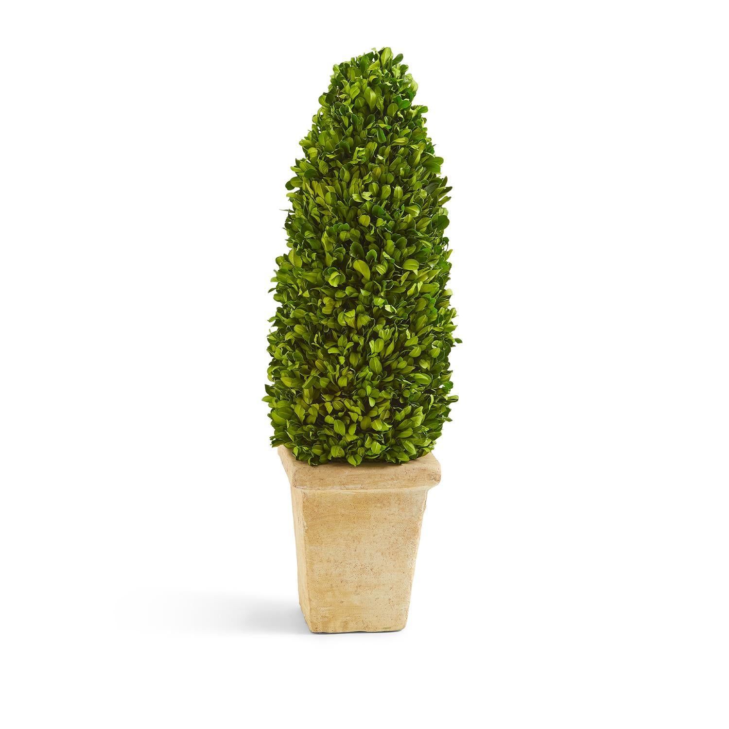 Preserved Boxwood Cone Topiary