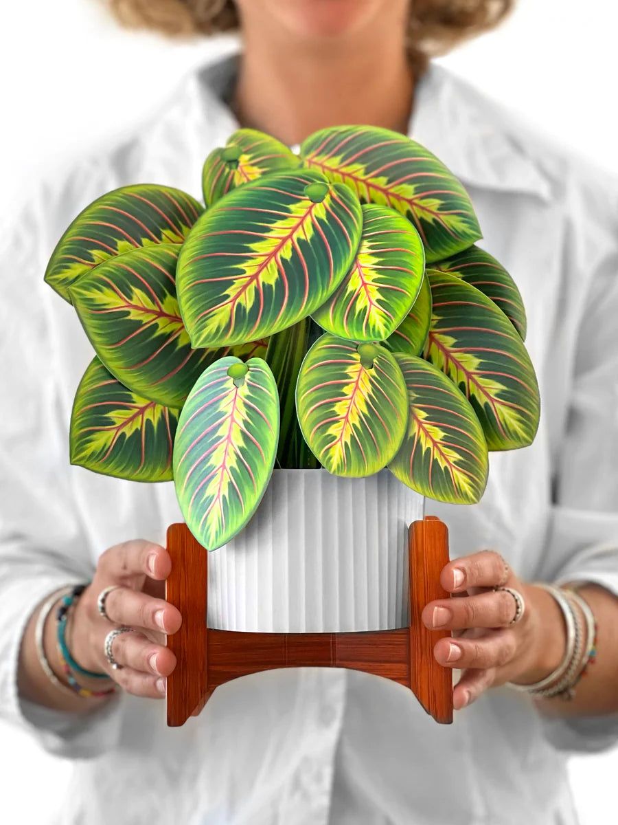 Prayer Plant Bouquet