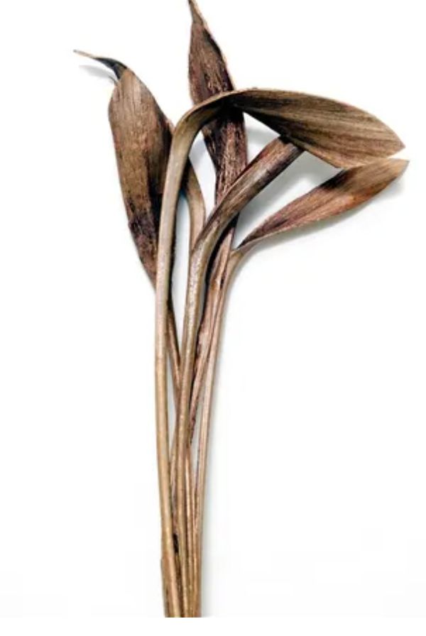 Shoe Horn 60cm
