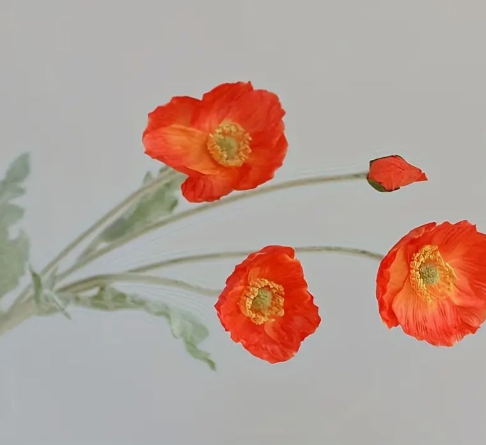Poppy