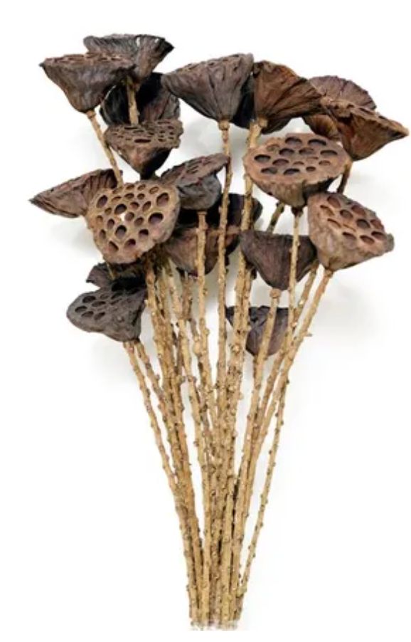 Lotus Pod