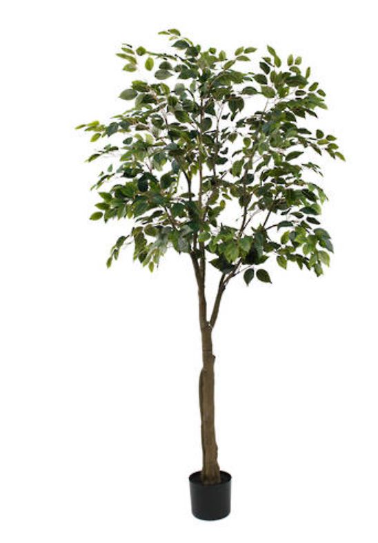 Ficus Benjamina Potted 1.5