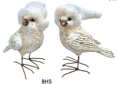 Bird with Had S