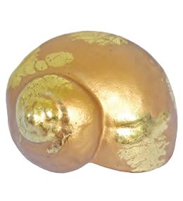Seasnail Gold