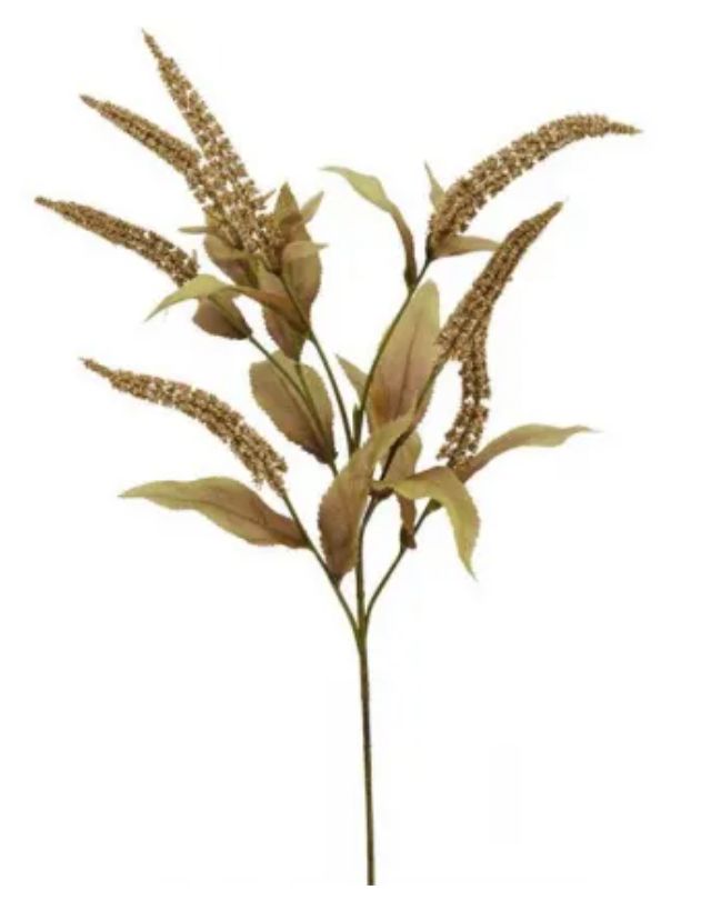 Salvia Mocha