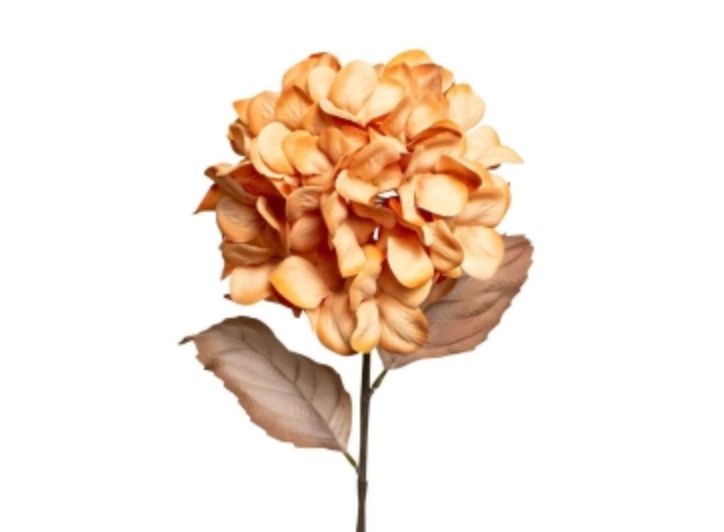 Hydrangea - Caramel
