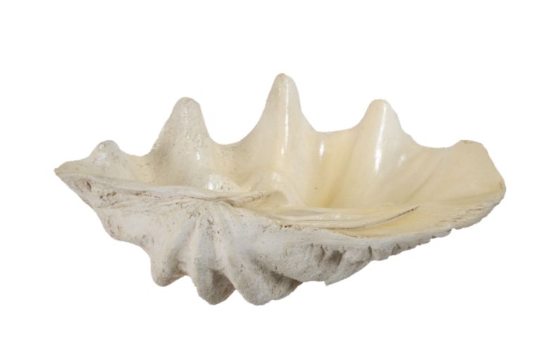 Clam Shell Decorative