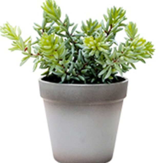 Angelina Succulent