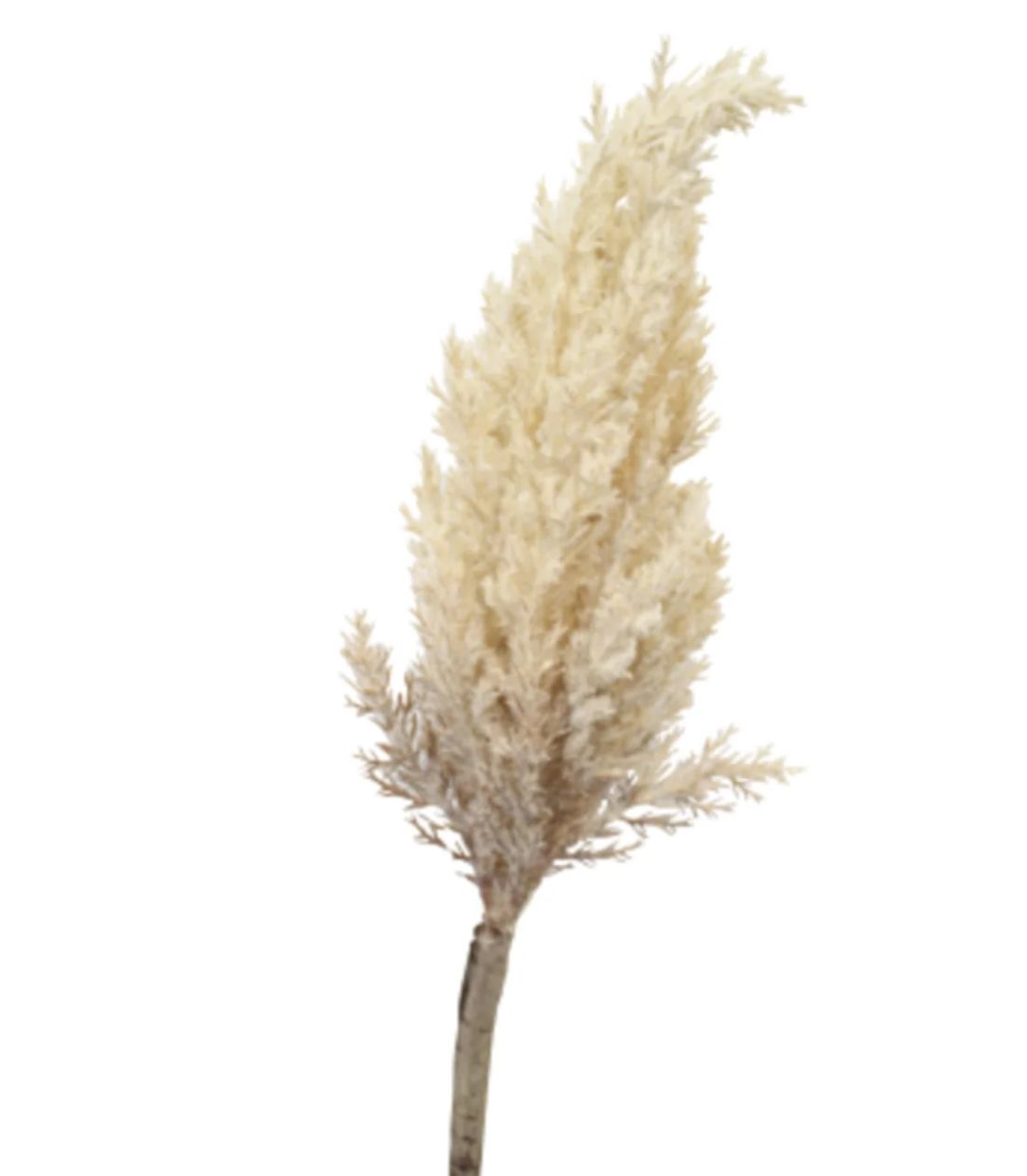 Astilbe Brown