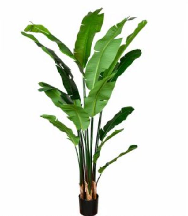 Banana Tree 1 5