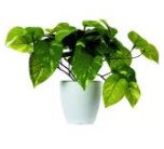 Potted Climbing Pothos