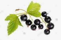 Black Current Sprig