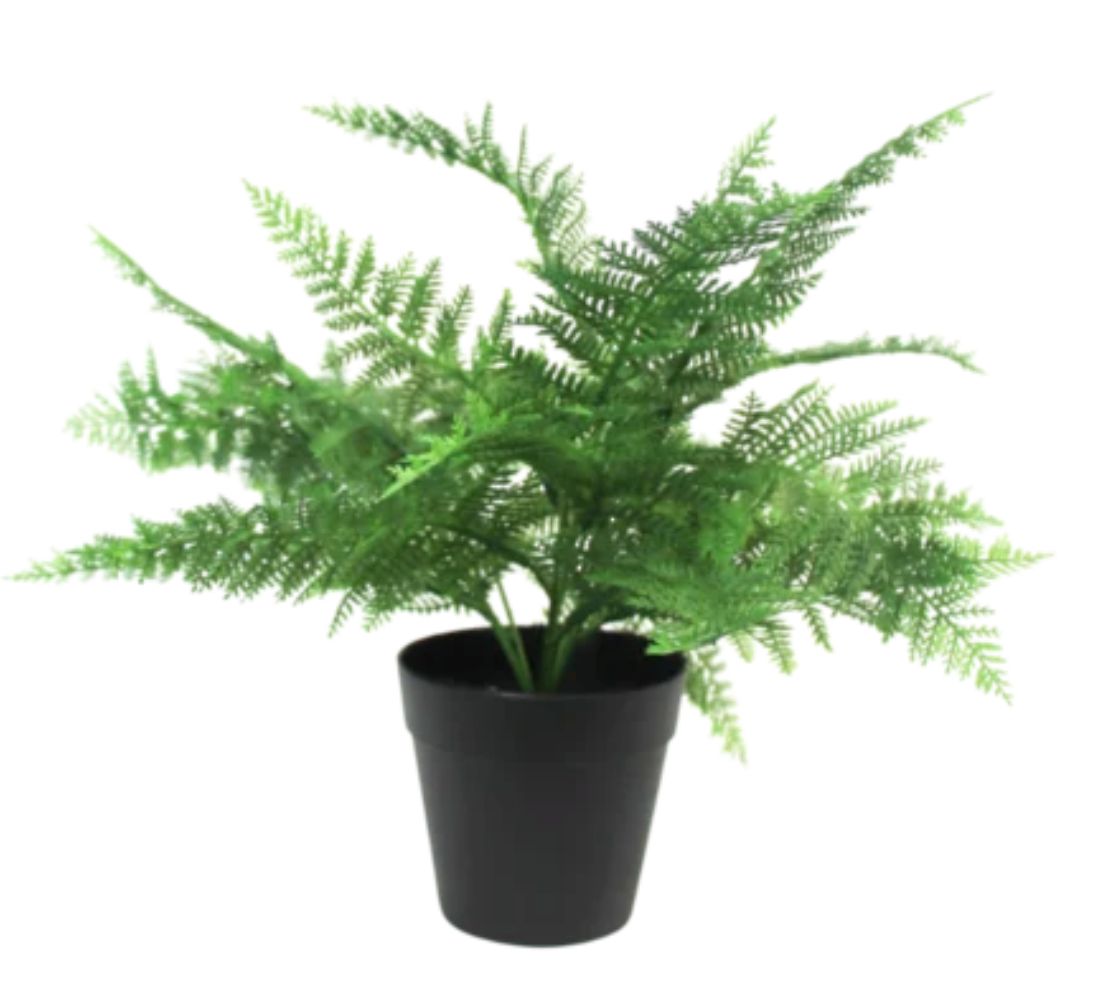 Boston Fern Potted 30cm
