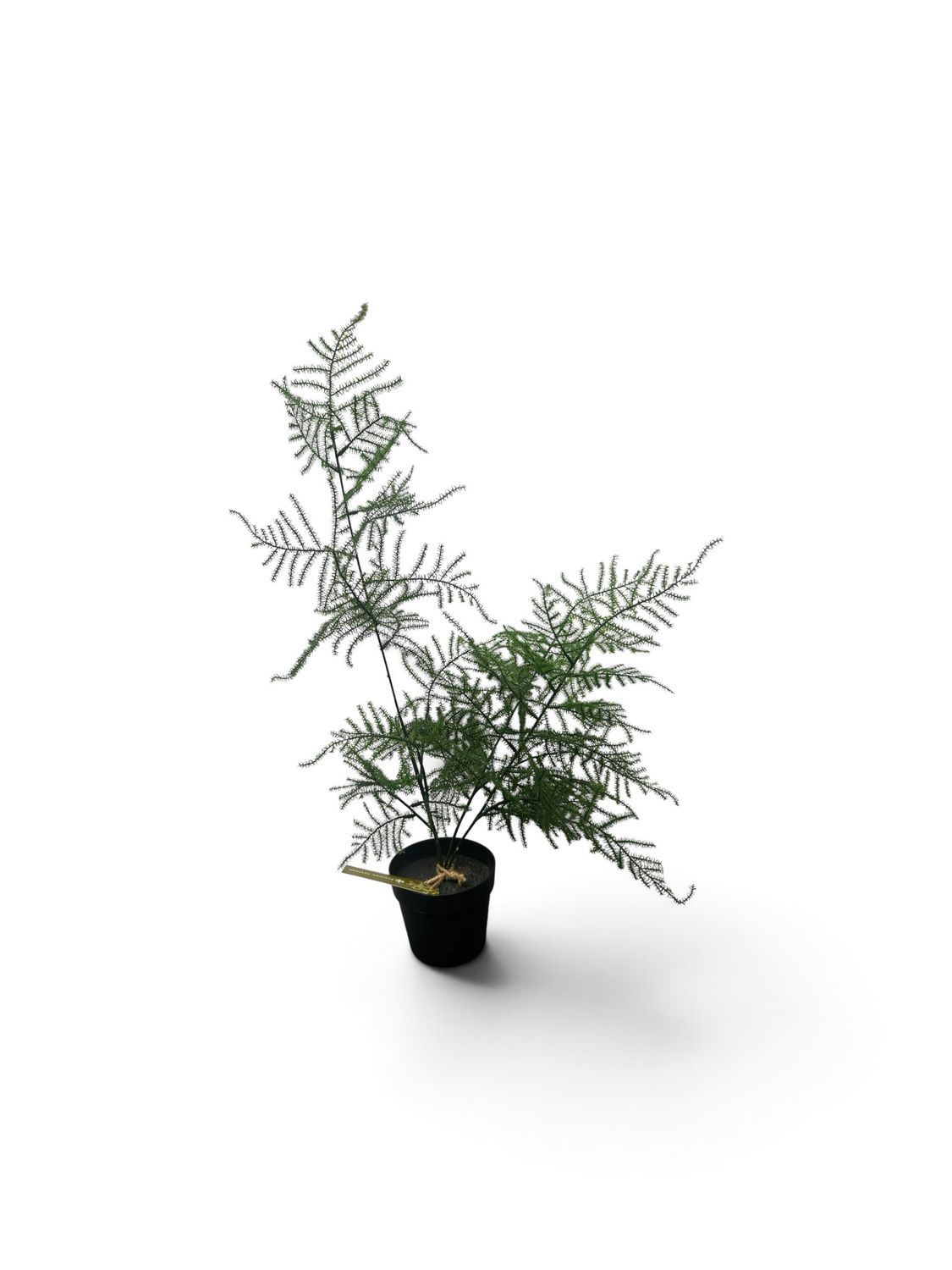 Asparagus Fern Potted 50cm