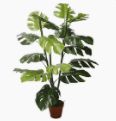 Potted Split Philo 850mm