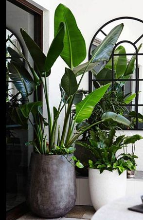 Giant Bird of Paradise