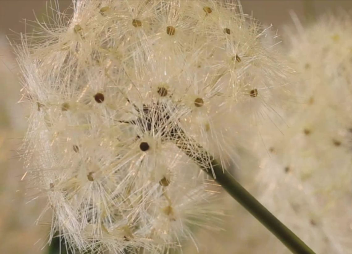 Dandelion Small