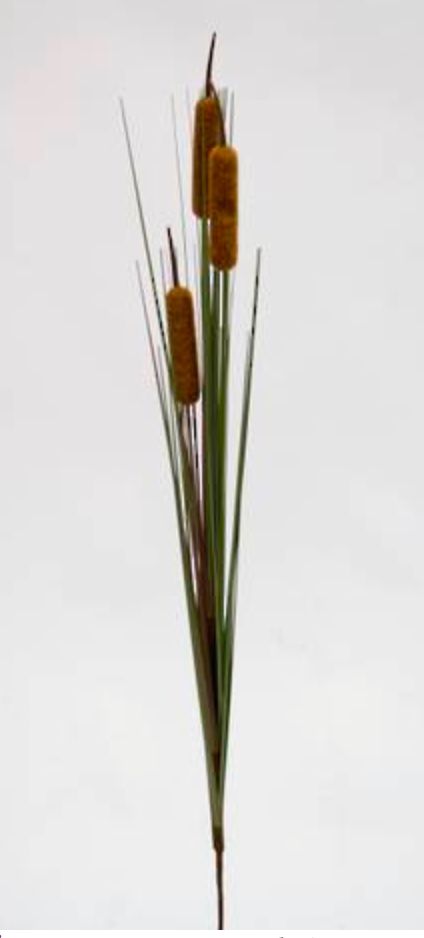Cat Tail Grass 85cm