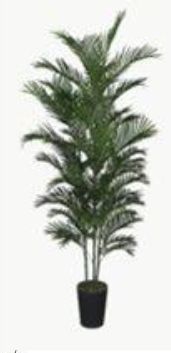 Mini Palm 180