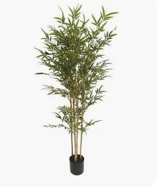 Bamboo Tree 2.4m