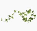 Ivy Garland Green