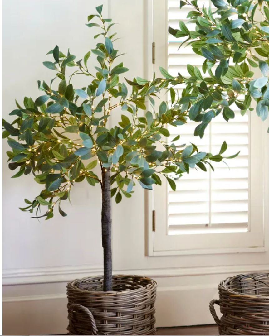 Olive Tree Light Up M