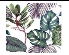 Outdoor Cushion Jungle 50
