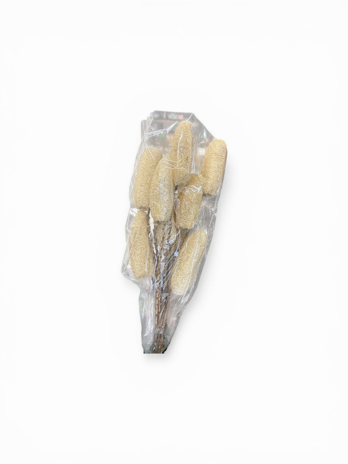 Luffa w Twig stem