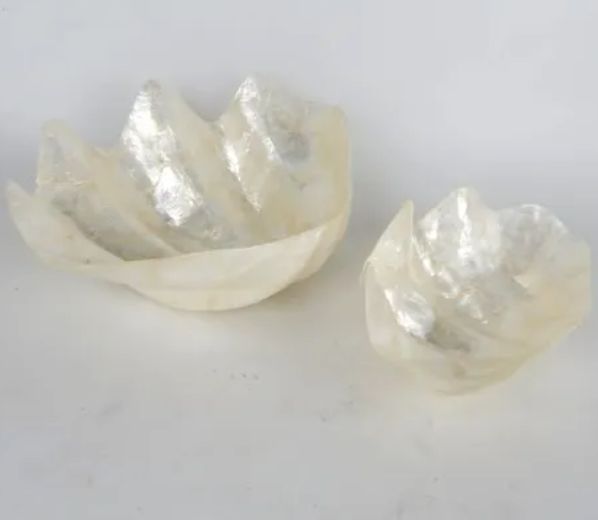 Shell Clam Dishes