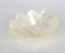 shell Clam Dishes L