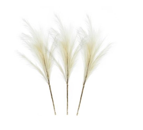 Pampas Grass