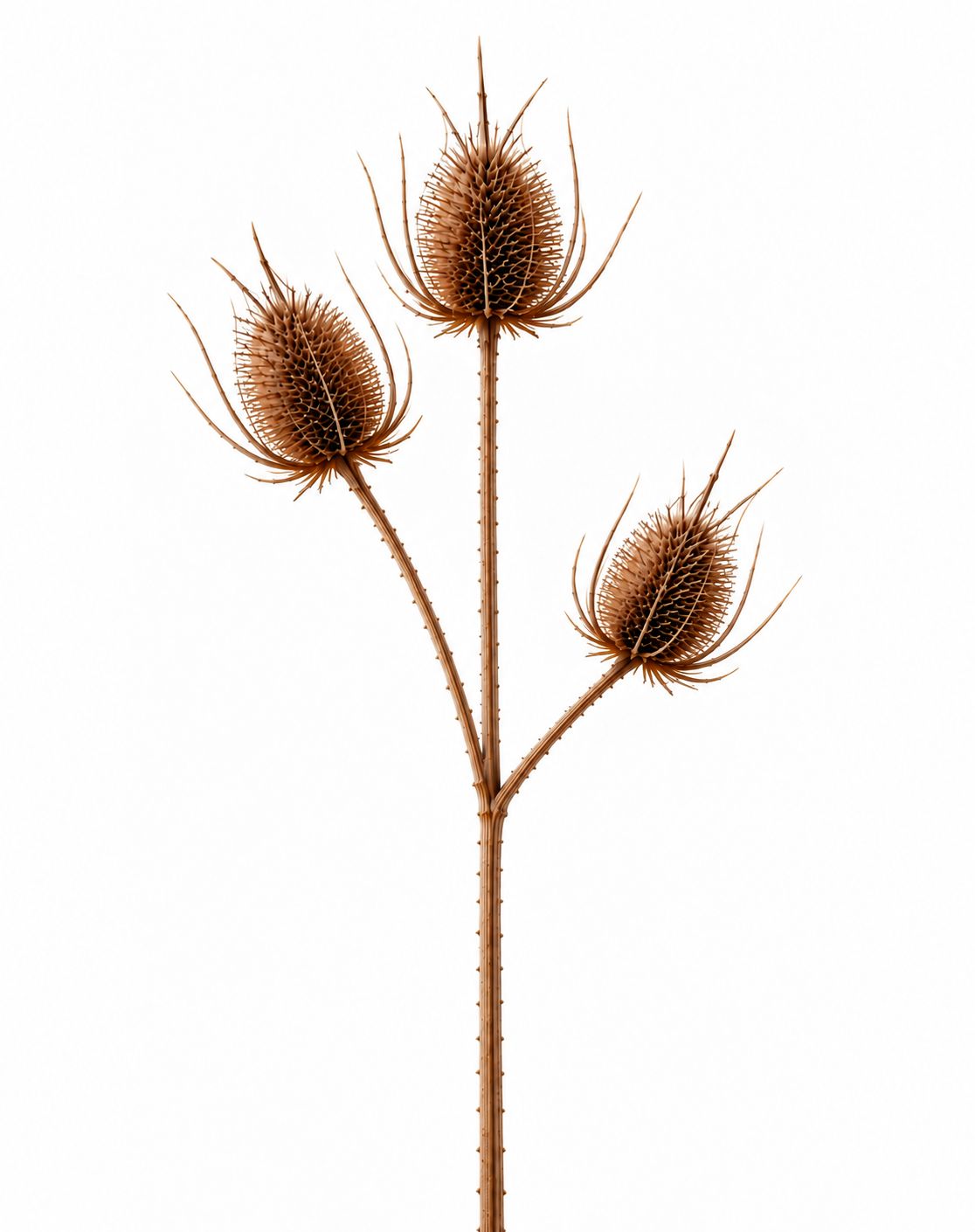 Large Brown Triple Teasle Stem - L 0cm x W 0cm x H 85cm