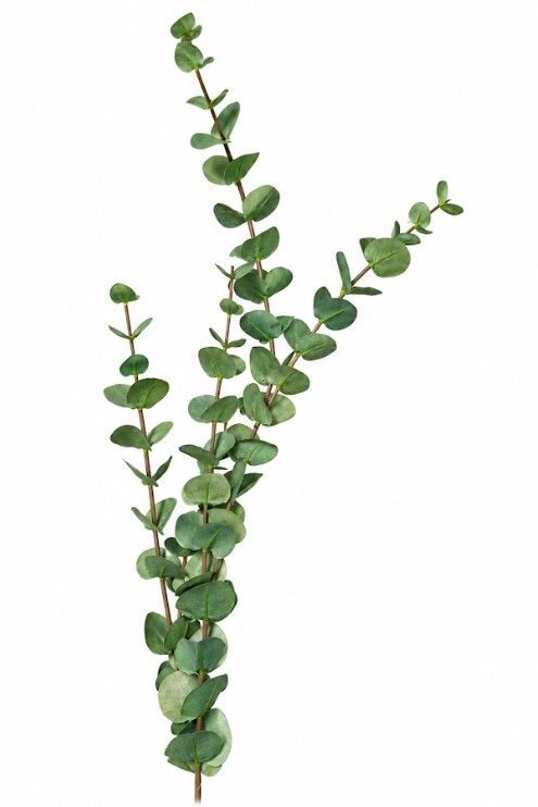 Green Eucalyptus - - L 0cm x W 0cm x H 75cm