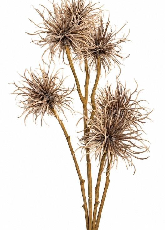 Brown Xanthium Spray  - L cm x W cm x H 88cm