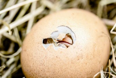 HATCH