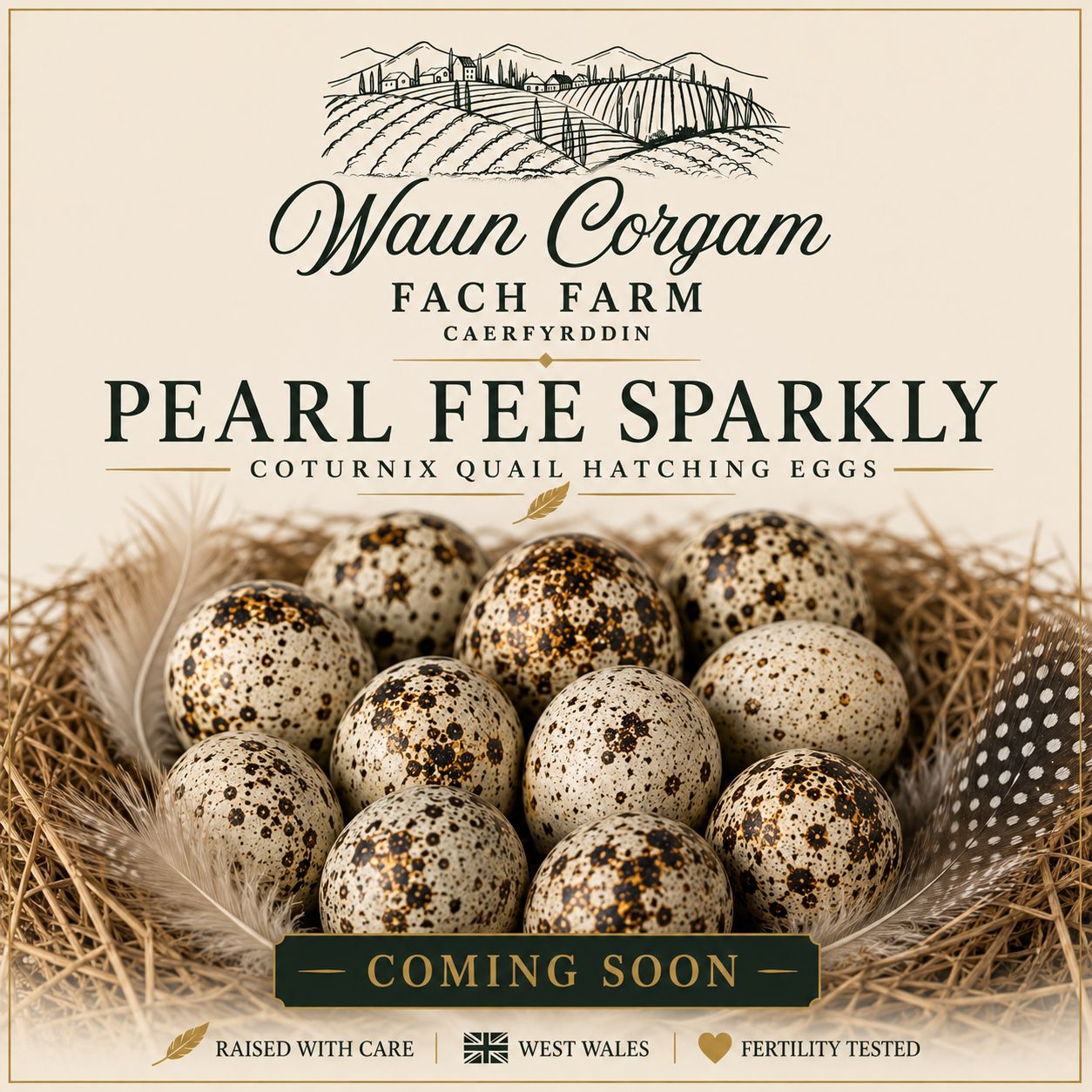 Pearl Fee / Pearl Fee Sparkly Coturnix Hatching Eggs. Coming Soon!