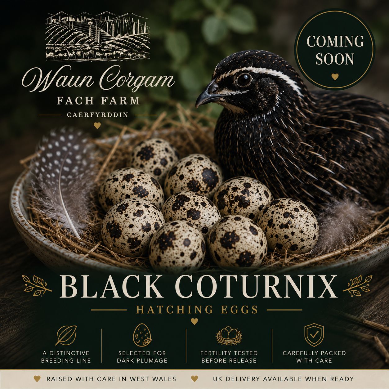 Black Coturnix quail hatching eggs - Coming Soon!