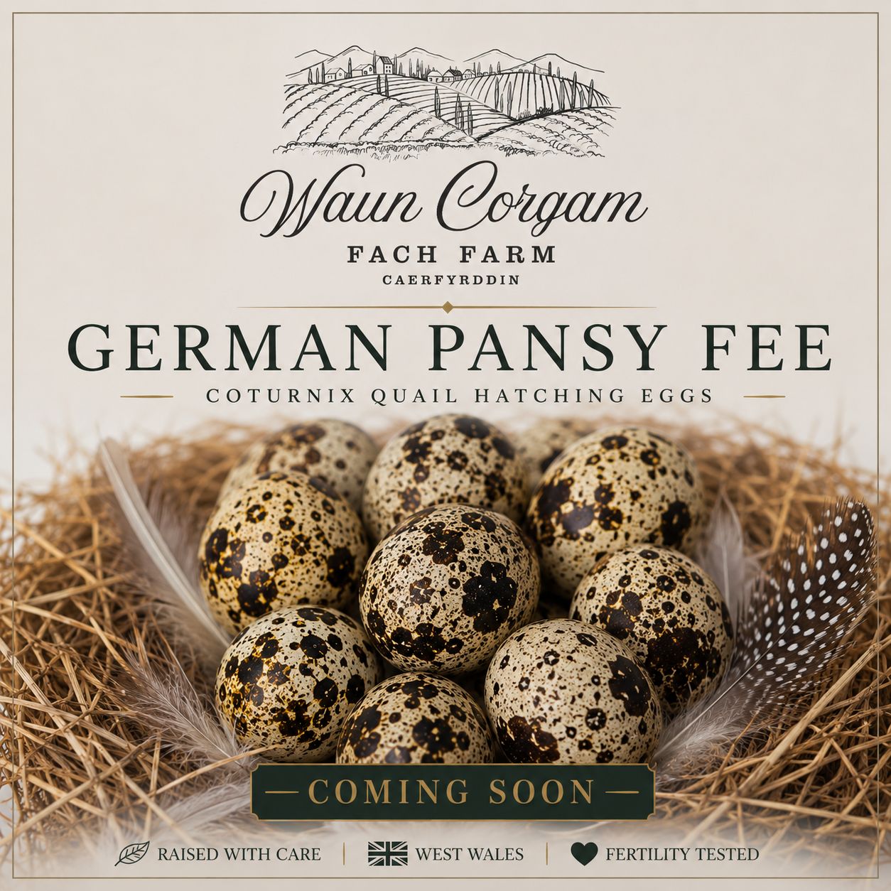 German Pansy Fee Coturnix Quail Hatching Eggs - Coming Soon!