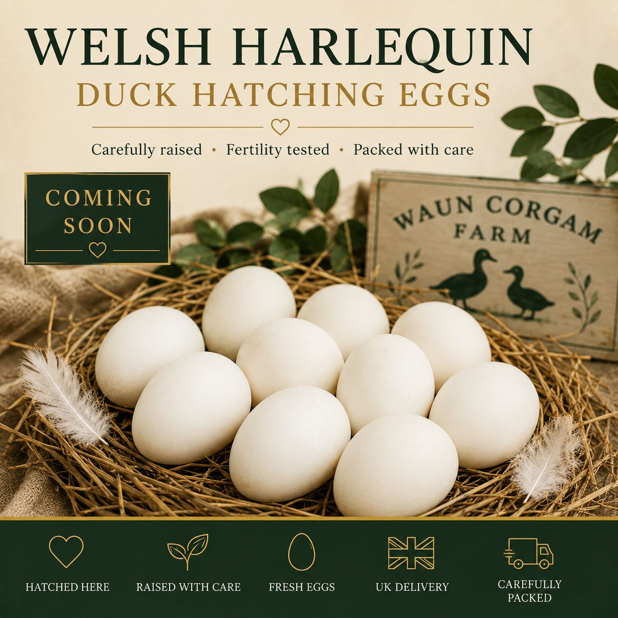 Welsh Harlequin Duck Hatching Eggs – Coming Soon